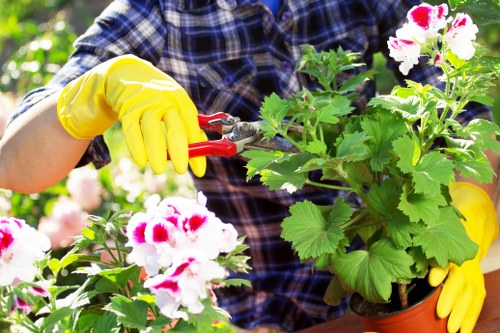 Healthy green lawn care in Anerley garden with neat mowing