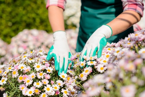 Professional lawn care in Anerley with scarifying and feeding treatment