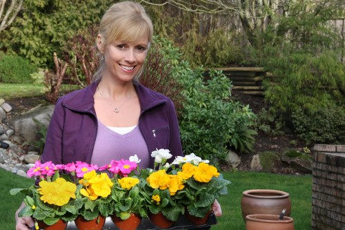 Anerley outdoor space refreshed by professional gardeners