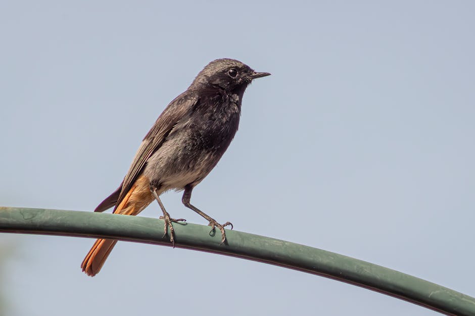 A small songbird with dark brown and grey plumage perched delicately on a curved green metal pipe in a garden setting. Its feathers appear slightly ruffled, and it has a slender black beak with dark e