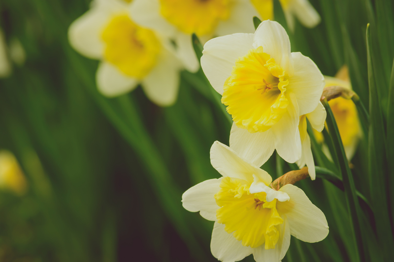 garden design garden care